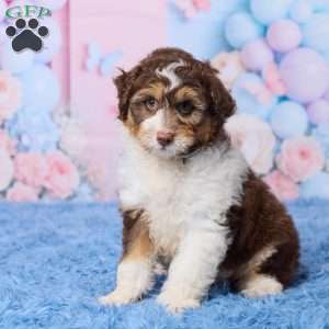 Oscar, Mini Aussiedoodle Puppy